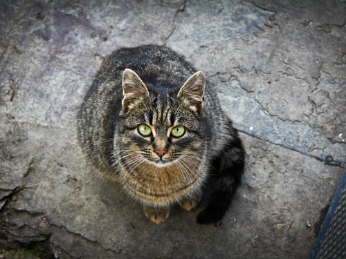 Смотреть кошке в глаза: почему нельзя и чем грозит