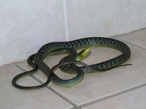 змея в квартире