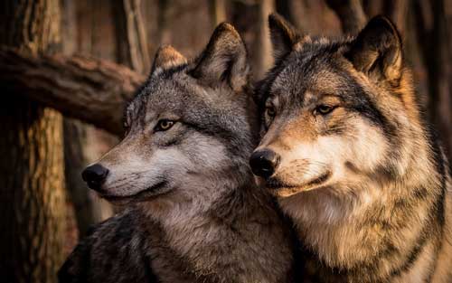 Волчий Клык значение оберега для мужчин и женщин