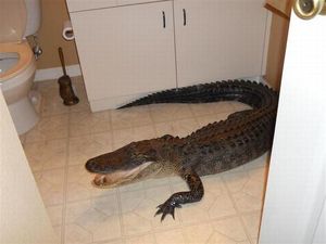 крокодил в доме
