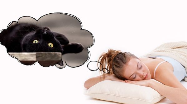 к чему снится кошка