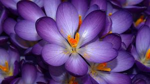 к чему снятся Фиолетовые цветы