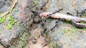 муравьи с дождевыми червями
