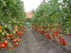 помидоры на огороде