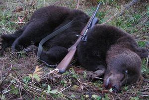 Убийство медведя