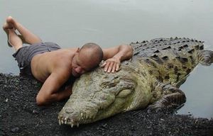 К чему снится крокодил мужчине