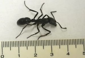 Большие муравьи