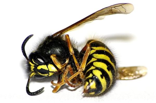 лежащая пчела