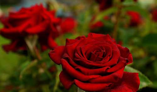 Приснились красные розы толкование сна