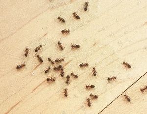 муравьи дома