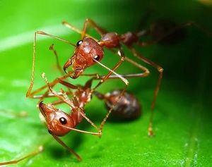 муравьи во сне