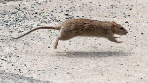 Ловить мышей