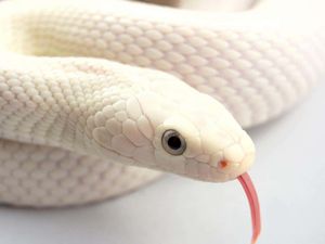 Белая змея во сне