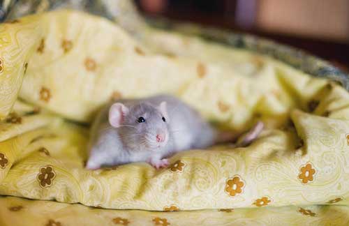 Крысы во сне толкование по сонникам