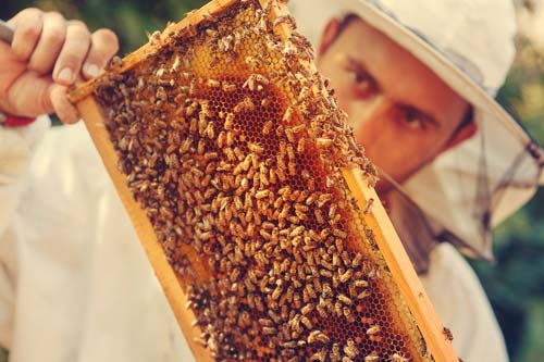 Приснились пчелы — толкование сна