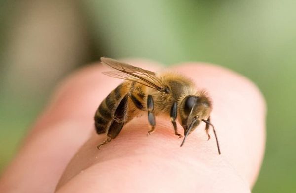 пчела на пальце