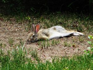К чему снится раненный кролик
