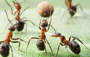 муравьи пассивные