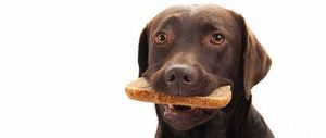 собака ест хлеб во сне