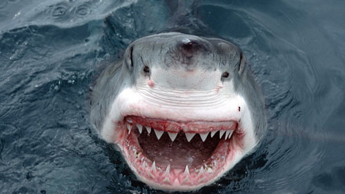 Зуб акулы значение амулета