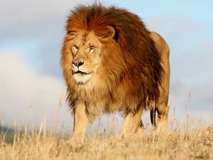 Большой лев
