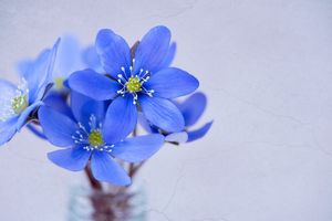 к чему снятся синие цветы