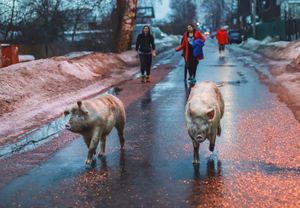 Свиньи гуляют по городским улицам