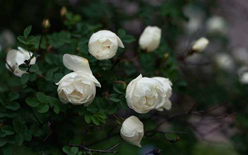 К чему снятся белые розы
