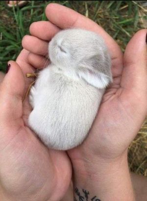 Маленькие крольчата во сне