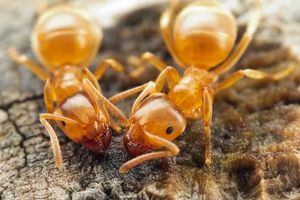 Жёлтые муравьи