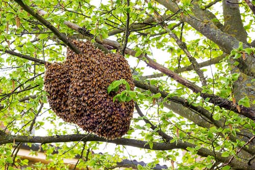 Приснились пчелы — толкование сна