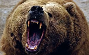 К чему снится нападающий медведь