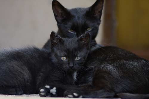 Видеть во сне черную кошку что означает сон