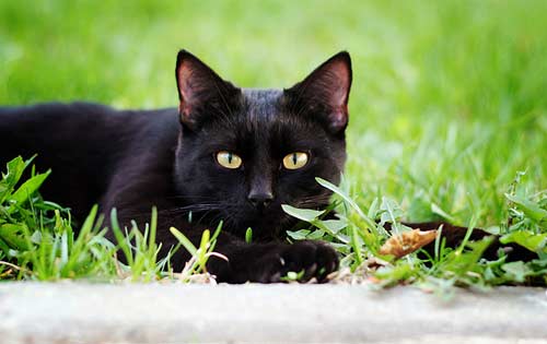 Видеть во сне черную кошку что означает сон