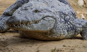 огромный крокодил