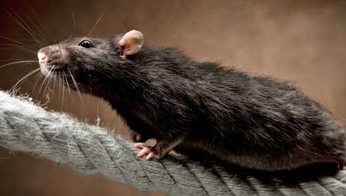 Крысы во сне толкование по сонникам